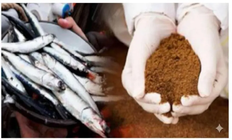 Steam Dried Fish Meal